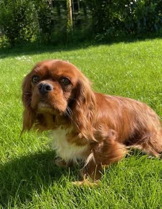 Cavalier King Charles du Village du Chiot