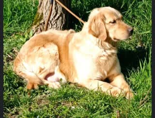 Golden Retriever du Village du Chiot