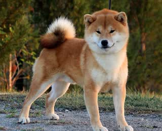 Shiba Inu du Village du Chiot