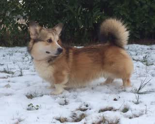 Welsh Corgi Pembroke du Village du Chiot