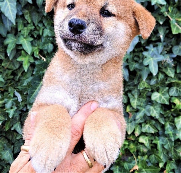 Chiot Shiba Inu né au Village du Chiot