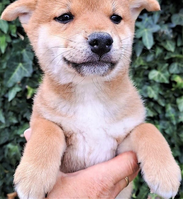 Chiot Shiba Inu né au village