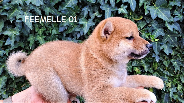 Chiot Shiba Inu né au Village du Chiot