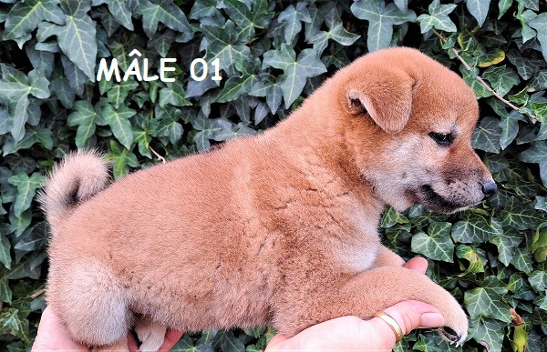 Chiot Shiba Inu né au Village du Chiot