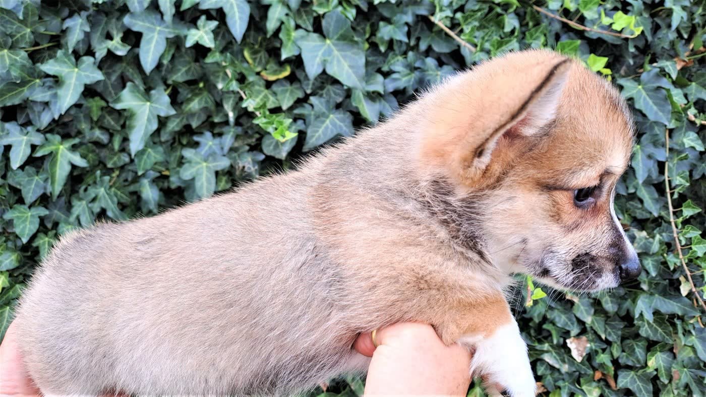 Chiot Welsh Corgi Pembroke né au village