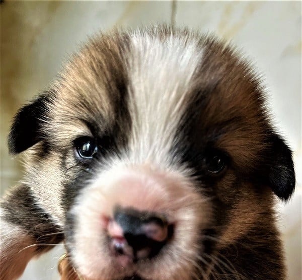 Chiot Welsh Corgi Pembroke de quelques semaines