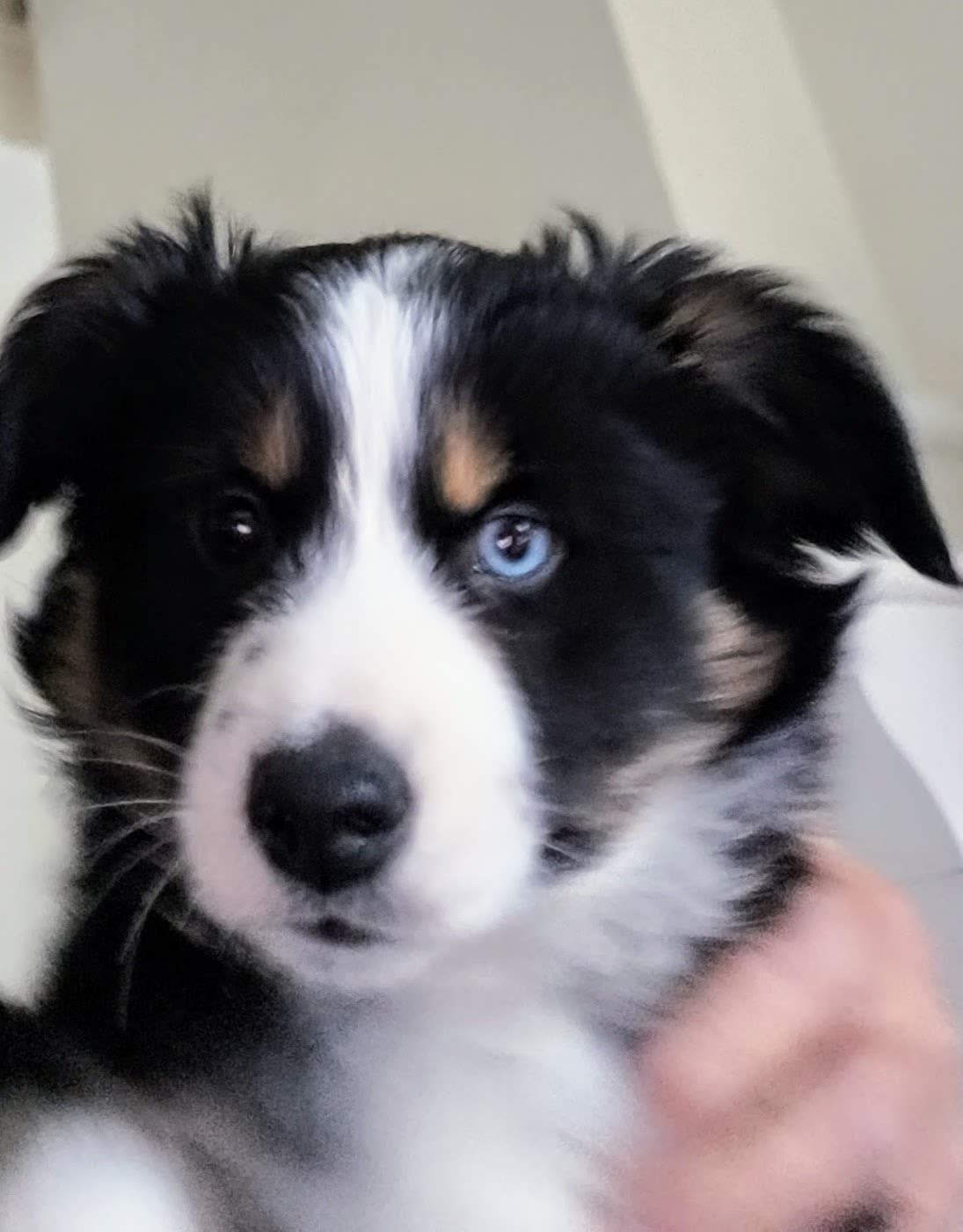 Chiot Berger Américain Miniature aux yeux vairons