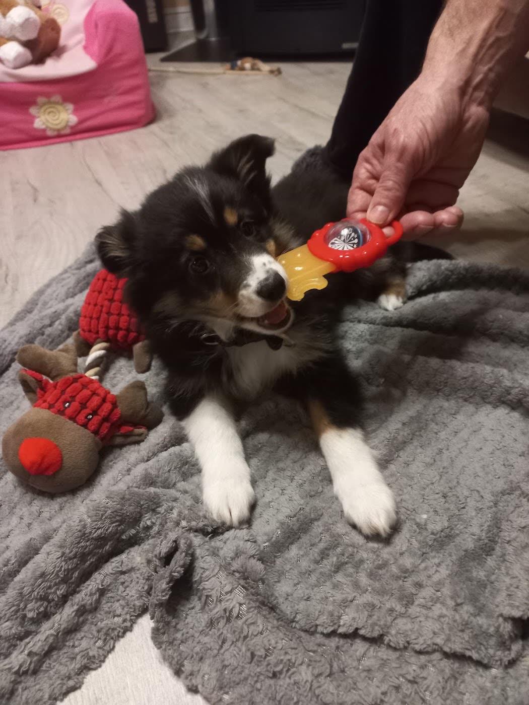 Chiot Berger Américain qui joue