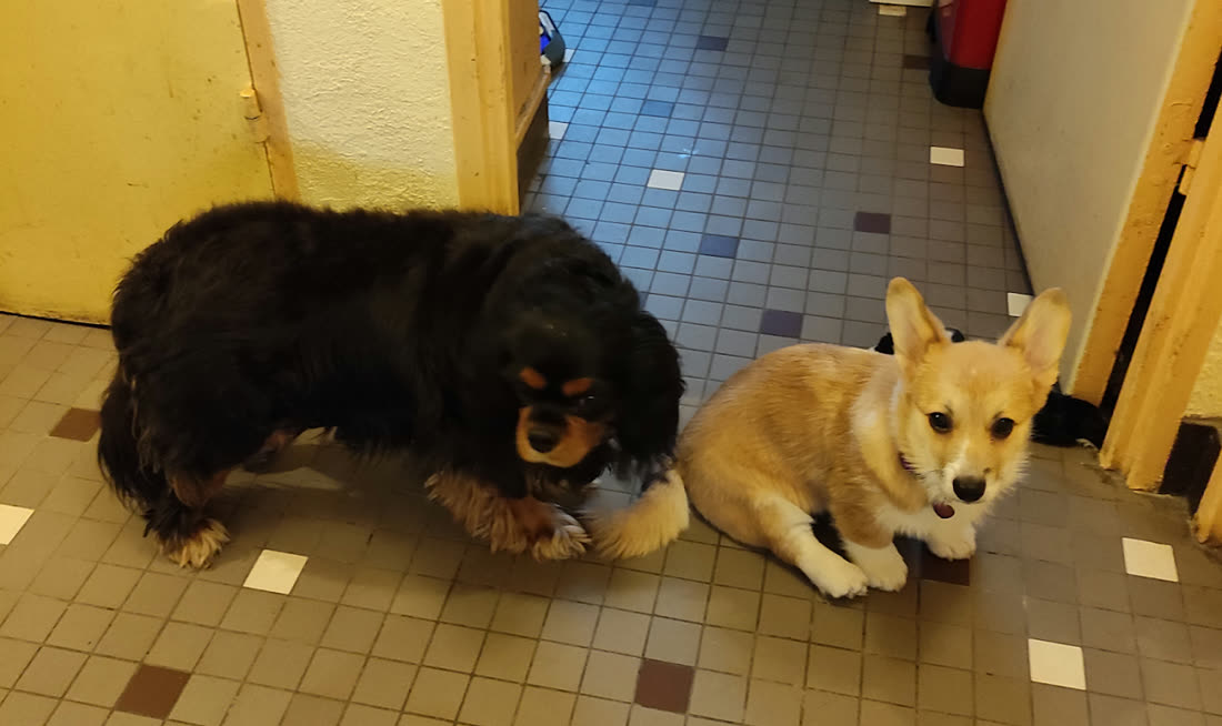 Un Cavalier King Charles et un Corgi côte à côte