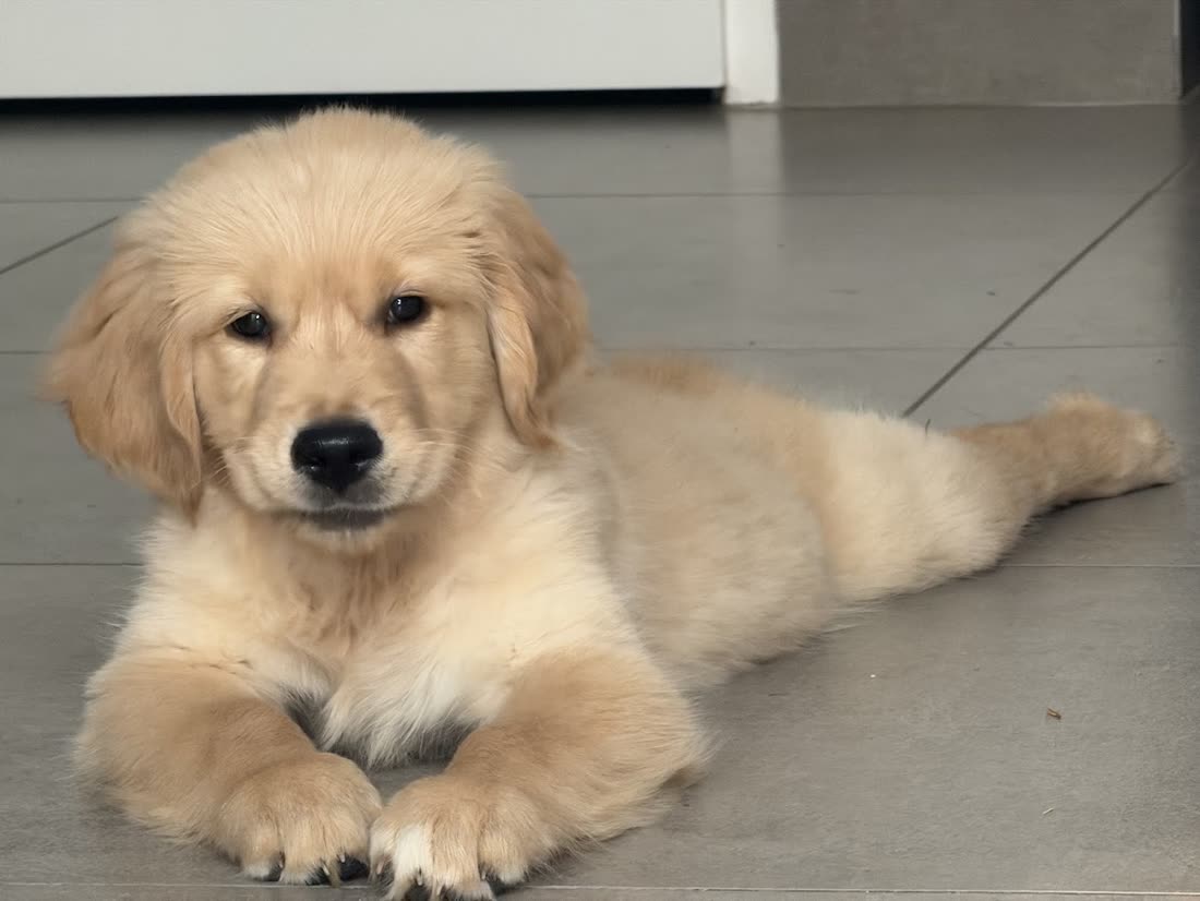 Chiot Golden Retriever photographié par sa famille
