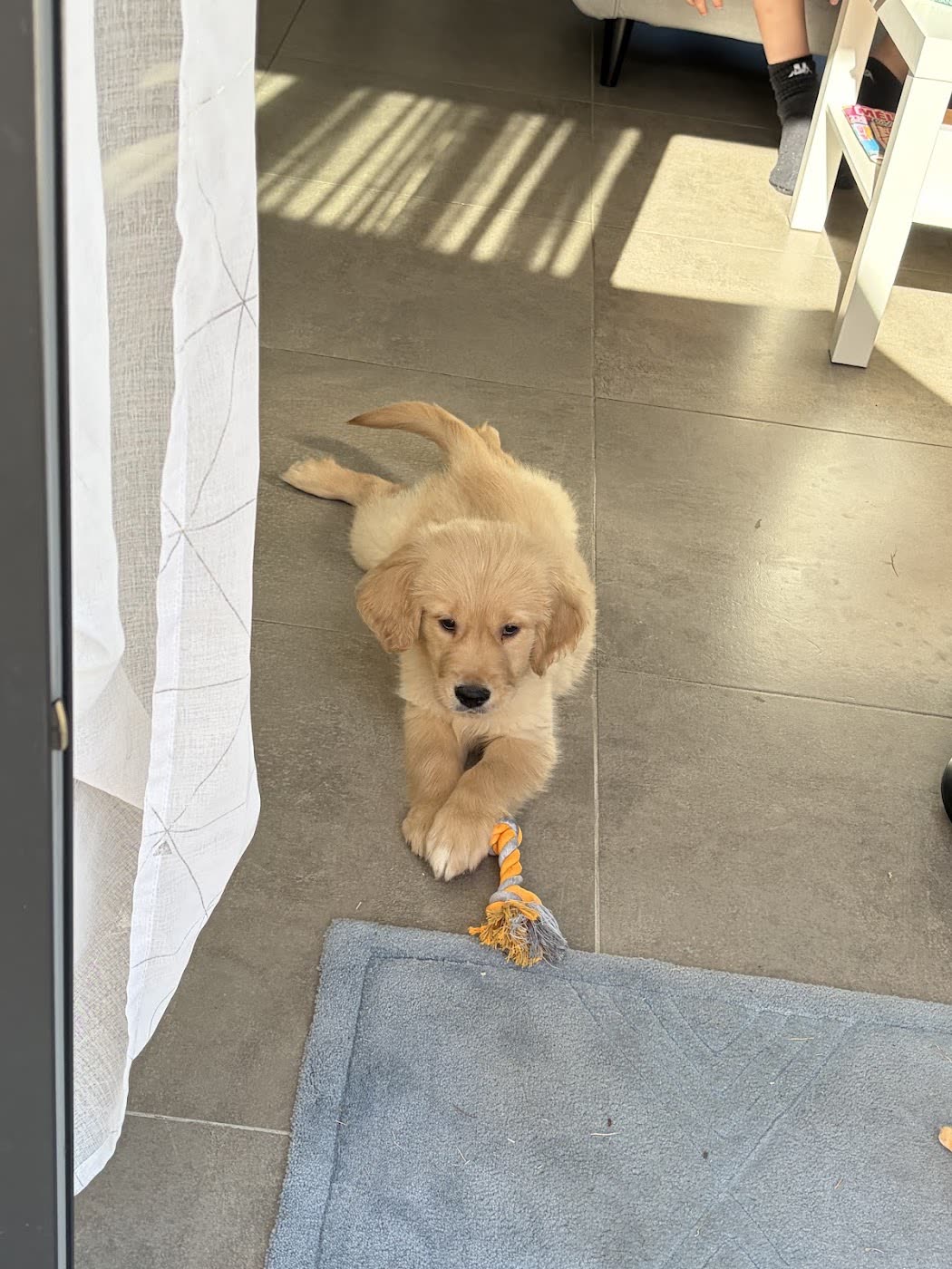Chiot Golden Retriever et son jouet