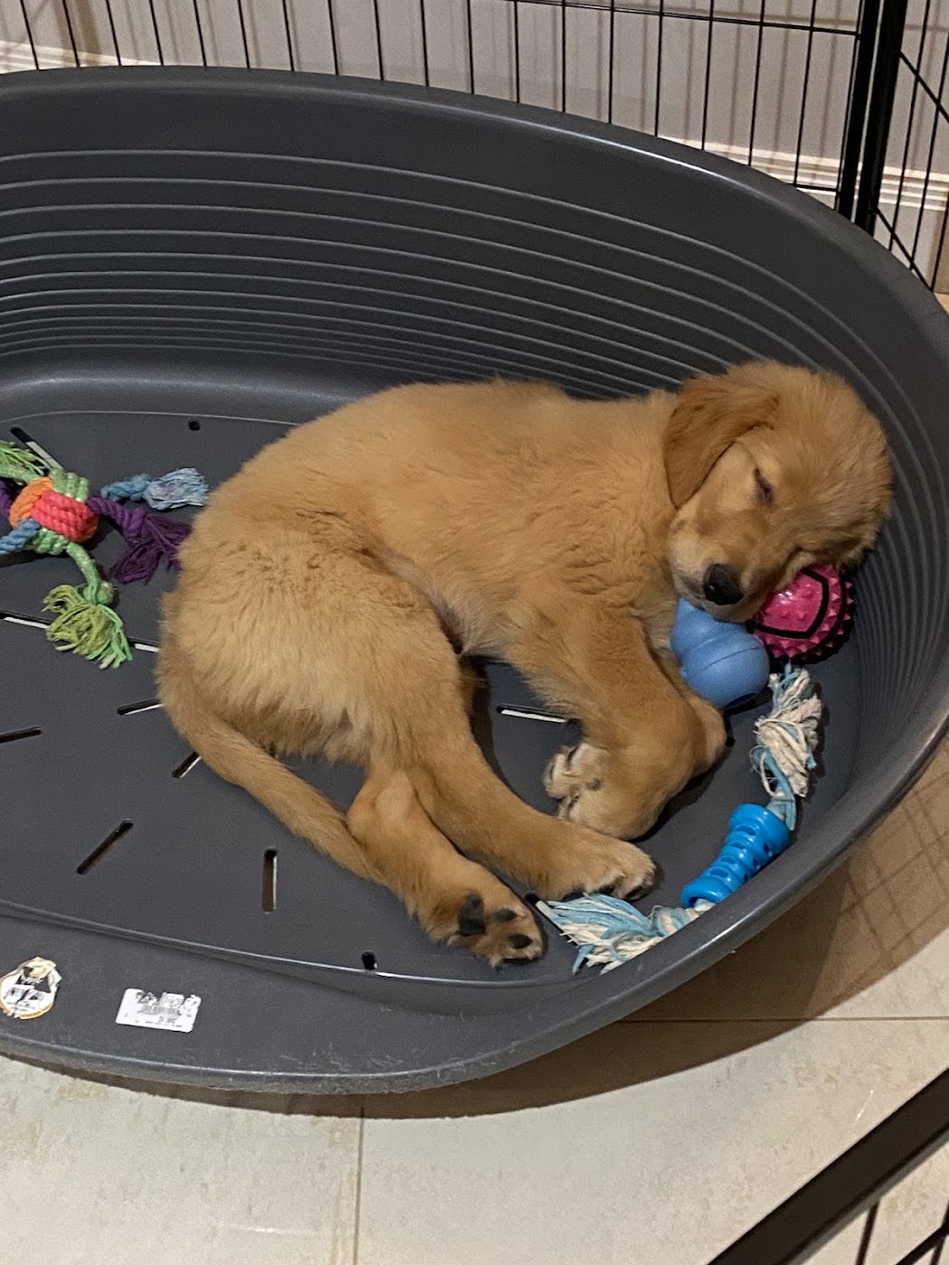 Chiot Golden Retriever qui fait la sieste avec ses jouets