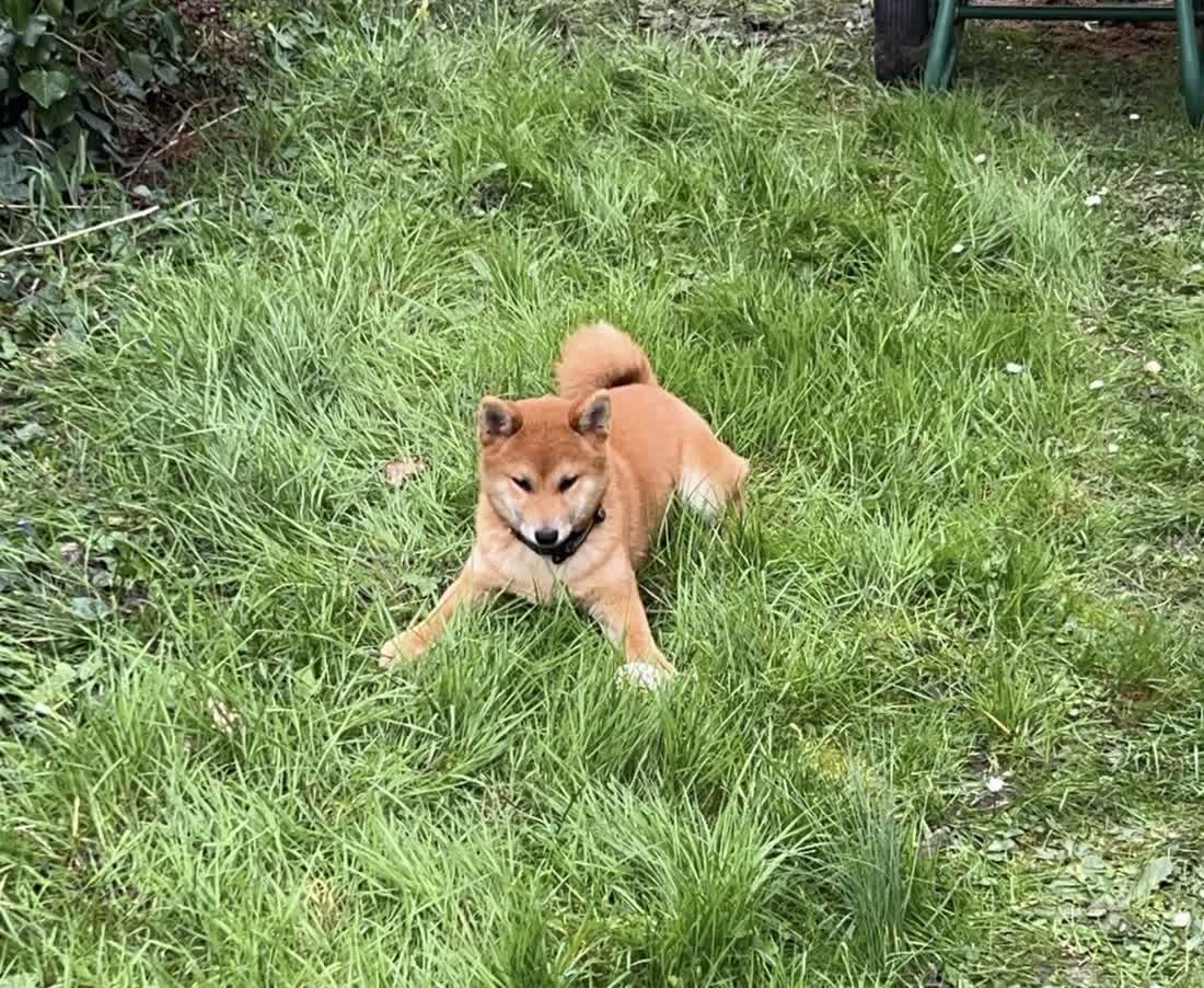 Shiba Inu dans l'herbe