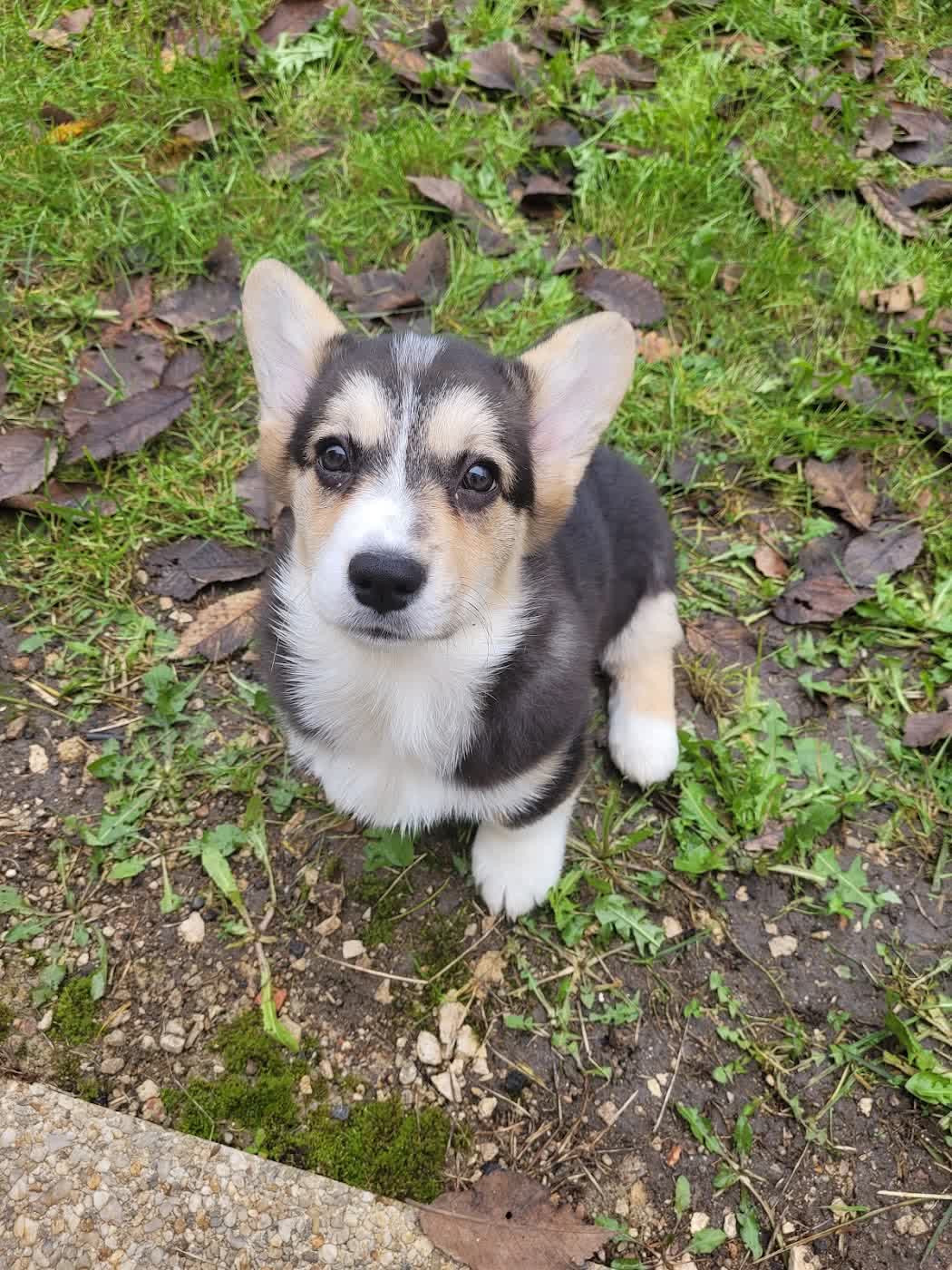 Welsh Corgi Pembroke tricolore